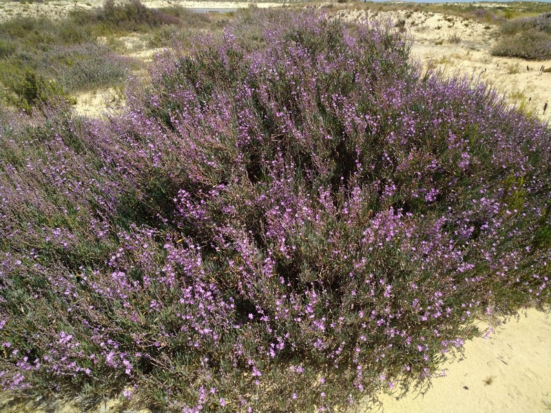 Natureza-Riar-11